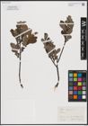 Foto von Salix caprea L.